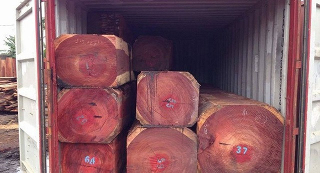 Theo truyền thuyết loại cây này hàng trăm năm mới chỉ cao lên thêm được 1 tấc và thuộc loại gỗ quý.