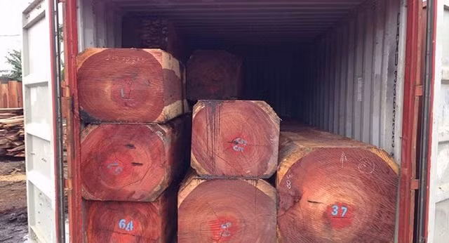 Theo truyền thuyết loại cây này hàng trăm năm mới chỉ cao lên thêm được 1 tấc và thuộc loại gỗ quý.