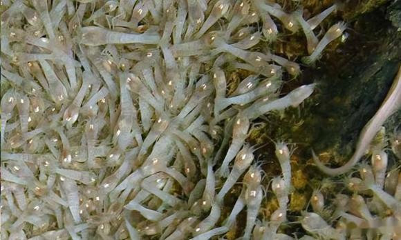 Tạp chí khoa học "Nature Communications" đã công bố một loại tôm biển sâu mới có môi trường sống làm đảo lộn sự hiểu biết của con người. 