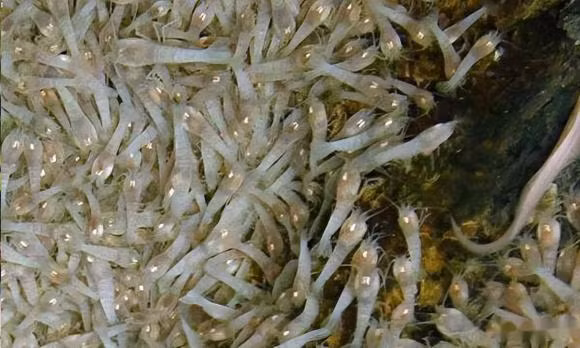 Tạp chí khoa học "Nature Communications" đã công bố một loại tôm biển sâu mới có môi trường sống làm đảo lộn sự hiểu biết của con người. 