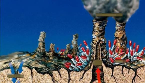 Qua nghiên cứu kỹ lưỡng, nhận thấy lý do tôm không mắt làm được điều này chỉ đơn giản là để sinh tồn. Thế giới đại dương cũng như thế giới trên đất liền cũng có hệ thống chuỗi sinh học. 