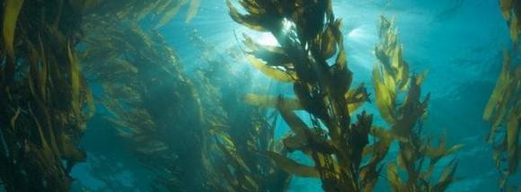  Về mặt lý thuyết, các sinh vật sống không thể tồn tại ở khu vực này. Xét cho cùng, hầu hết các sinh vật dưới đáy biển đều được cấu tạo từ protein và protein sẽ biến tính ở khoảng 70°C và mất hoạt động ngay lập tức, điều đó có nghĩa là sinh vật không thể tồn tại được. 