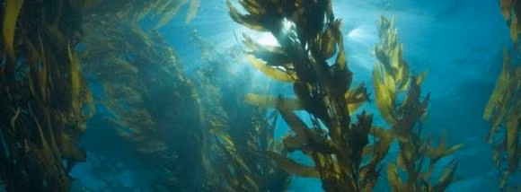  Về mặt lý thuyết, các sinh vật sống không thể tồn tại ở khu vực này. Xét cho cùng, hầu hết các sinh vật dưới đáy biển đều được cấu tạo từ protein và protein sẽ biến tính ở khoảng 70°C và mất hoạt động ngay lập tức, điều đó có nghĩa là sinh vật không thể tồn tại được. 