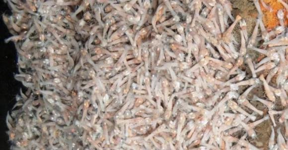 br/> Cơ thể tôm không mắt cũng được cấu tạo từ protein, nhiệt độ 70oC sẽ khiến protein trong cơ thể mất hoạt động, vậy tại sao tôm không mắt lại không chết? Các nhà khoa học đã tìm thấy tôm không có mắt ở vùng nước có nhiệt độ 450°C vì chúng có dây thần kinh cảm quang có thể cảm nhận nhiệt độ nước dựa trên tia hồng ngoại. 