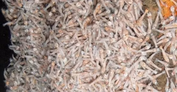 br/> Cơ thể tôm không mắt cũng được cấu tạo từ protein, nhiệt độ 70oC sẽ khiến protein trong cơ thể mất hoạt động, vậy tại sao tôm không mắt lại không chết? Các nhà khoa học đã tìm thấy tôm không có mắt ở vùng nước có nhiệt độ 450°C vì chúng có dây thần kinh cảm quang có thể cảm nhận nhiệt độ nước dựa trên tia hồng ngoại. 