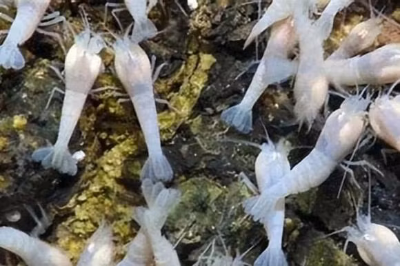  Trên thực tế, nhiệt độ nước nơi tôm không mắt sinh sống không vượt quá 40°C. Một khi tín hiệu mà cảm biến ánh sáng nhận được vượt quá nhiệt độ này, chúng sẽ nhanh chóng di chuyển đi. Tuy nhiên, chúng có thể trực tiếp đi qua những vùng có nhiệt độ cao trên 100°C và có thể tồn tại trong thời gian ngắn nhưng không thể tồn tại lâu dài. 