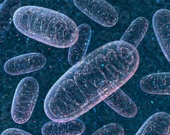  Theo thống kê từ các nhà khoa học, số lượng tôm không mắt trên một mét khối ở vùng biển này lên tới 2.000 con. Các nhà khoa học đặt ra câu hỏi: Kỹ năng nào có thể giúp loài tôm không mắt có thể sống sót trong môi trường 450°C? Một loạt các nghiên cứu đã được tiến hành.