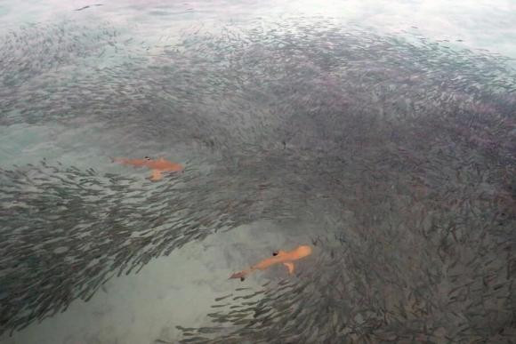  Thời gian lưu trú ngắn hạn chủ yếu phụ thuộc vào vỏ của nó. Vỏ tôm không mắt rất mềm và có thể chịu được nhiệt độ cao trong thời gian ngắn. Vì vậy, những quần thể tôm không mắt dày đặc ở khu vực miệng núi lửa có nhiệt độ 450°C, chúng thực sự đang bơi lội trong nước chứ không ở lại trong thời gian dài. Tất nhiên, nếu mật độ tôm không mắt quá cao, một số tôm sẽ bị ép vào, thường khiến chúng bị bỏng đến chết. 