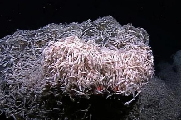 br/> Để sinh tồn, loài tôm không mắt sống gần miệng núi lửa chỉ có thể tồn tại bằng cách ăn vi khuẩn ưa nhiệt khi không còn thức ăn nào khác dưới đáy biển. Nhờ thức ăn nên phạm vi sống sót của tôm không mắt cũng được cố định. Chúng chỉ có thể sống gần các miệng núi lửa nên khả năng chịu nhiệt độ và tiến hóa thích nghi là rất cần thiết.