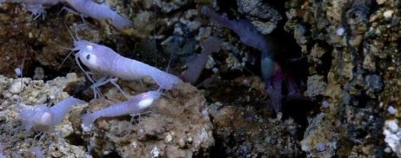  Ánh sáng mặt trời có thể xuyên qua những khu vực có độ cao tới 200 mét so với mực nước biển. Ở đây, nhiều loài rong biển lục địa có thể được nuôi bằng năng lượng do ánh sáng mặt trời cung cấp. Rong biển hình thành chất hữu cơ thông qua quá trình quang hợp và tạo thành cơ sở năng lượng của chuỗi sinh vật biển.