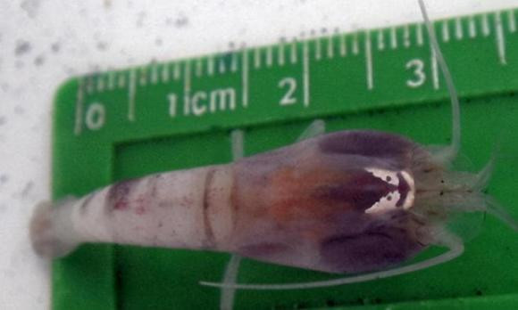  Dưới đáy biển Caribe, ở độ cao khoảng 5.000 mét, có một ngọn núi lửa ngầm đang hoạt động. Các nhà khoa học Anh phát hiện ra một khu vực kỳ diệu nằm trong phạm vi phun trào của miệng núi lửa. Nhiệt độ nước biển ở vùng biển này lên tới 450°C, cao hơn nhiệt độ sôi của dầu đậu nành trong nồi lẩu (230°C). 