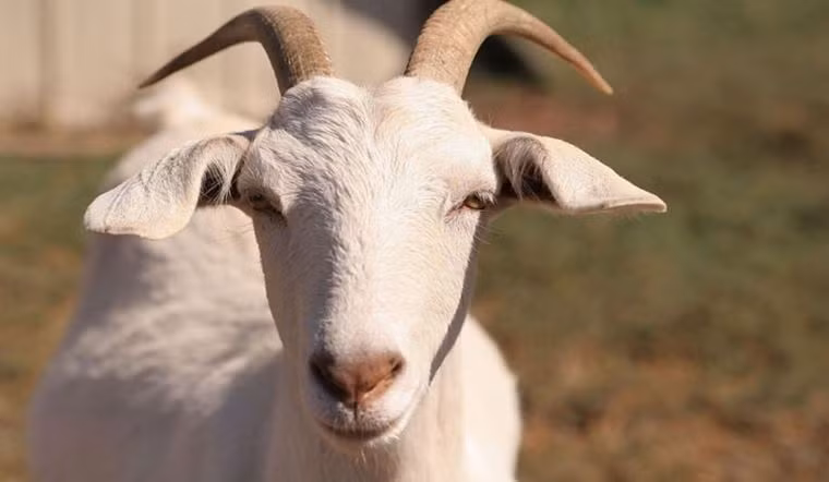 Trong phương diện tình cảm, Mùi độc thân tìm được duyên lành như ý, tiền bạc tha hồ tiêu xài không lo nghĩ.