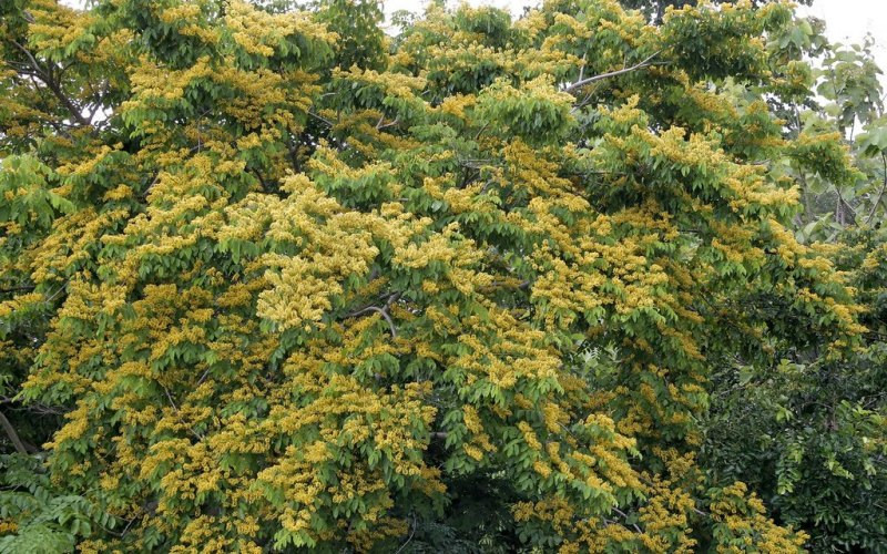  Gỗ Giáng Hương với đặc điểm to và có độ cao từ 15-25m, gốc bạnh và thân thẳng, vỏ có màu nâu xám, có nhựa màu đỏ tươi và mùi thơm nhẹ nhàng.