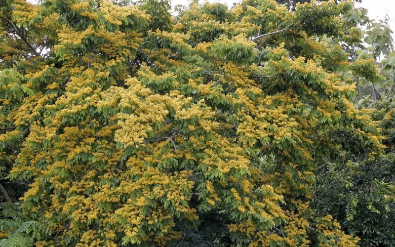  Gỗ Giáng Hương với đặc điểm to và có độ cao từ 15-25m, gốc bạnh và thân thẳng, vỏ có màu nâu xám, có nhựa màu đỏ tươi và mùi thơm nhẹ nhàng.