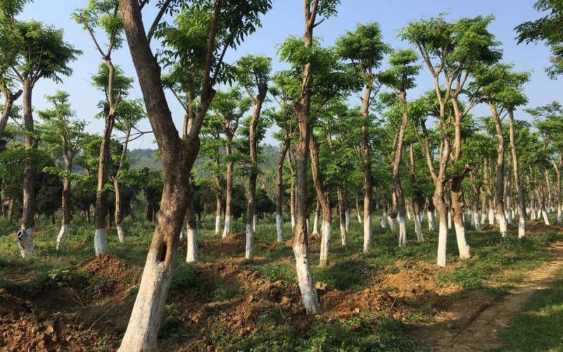 Giá trị của cây giáng hương rất đắt đỏ và quý hiếm nên viêc chúng được xếp vào hạng mục số I theo quy định phân loại gỗ tự nhiên của Việt Nam là điều hiển nhiên.