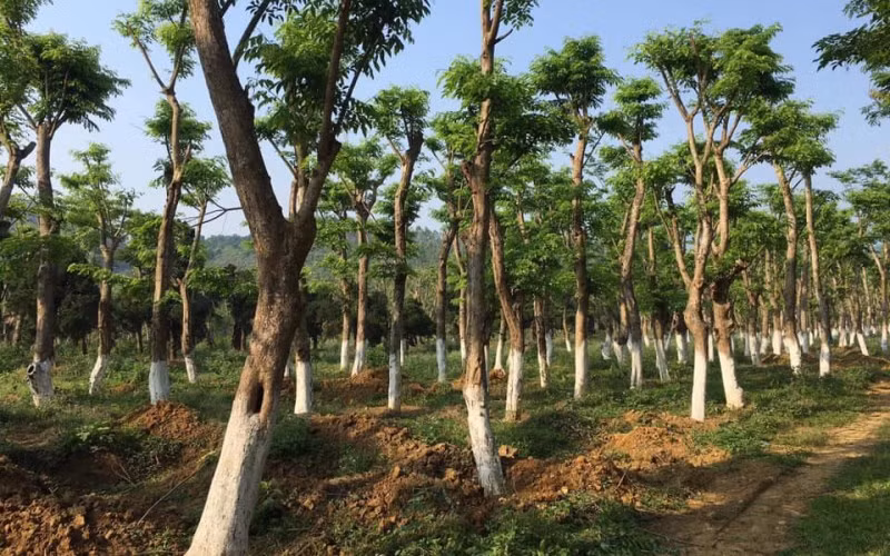 Giá trị của cây giáng hương rất đắt đỏ và quý hiếm nên viêc chúng được xếp vào hạng mục số I theo quy định phân loại gỗ tự nhiên của Việt Nam là điều hiển nhiên.