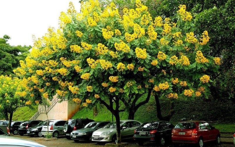 Cây có mùi thơm nhẹ và sở hữu dòng nhựa đỏ, có thể phát triển bình thường dưới điều kiện thời tiết thay đổi liên tục và không bao giờ bị mối mọt.