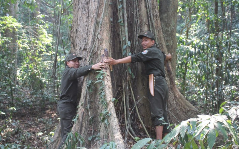 Tại Việt Nam, cây Giáng Hương trước đó xuất hiện nhiều tại các tỉnh như Kon Tum (Sa Thầy), Gia Lai (Chư Prông, Mang Yang, An Khê), Đắk Lắk (Đắk Mil), Khánh Hòa (Khánh Sơn, Khánh Vĩnh, Cam Lâm, Diên Khánh, Ninh Hòa), Phú Yên (Sơn Hoà), Tây Ninh, Bình Phước, Bình Dương, Đồng Nai. 