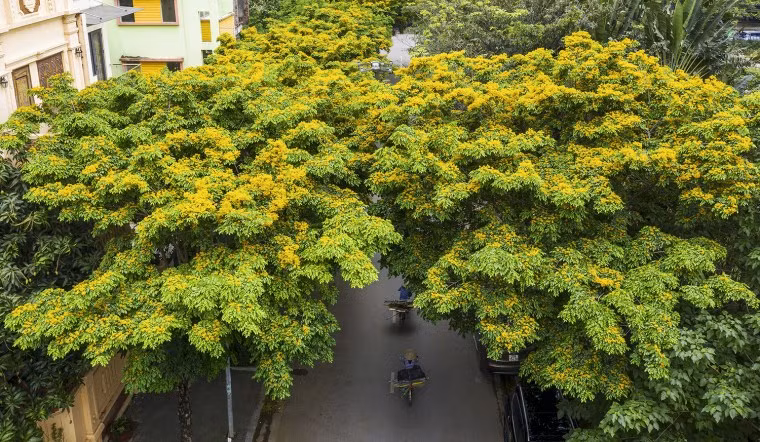 Cây giáng hương sẽ hấp thụ chất dinh dưỡng từ đất và không khí rồi dồn một lượng lớn vào chỗ bị thương. Nơi đó khi tiếp nhận nhiều chất dinh dưỡng sẽ bị biến dạng khác biệt hoàn toàn so với thân cây.