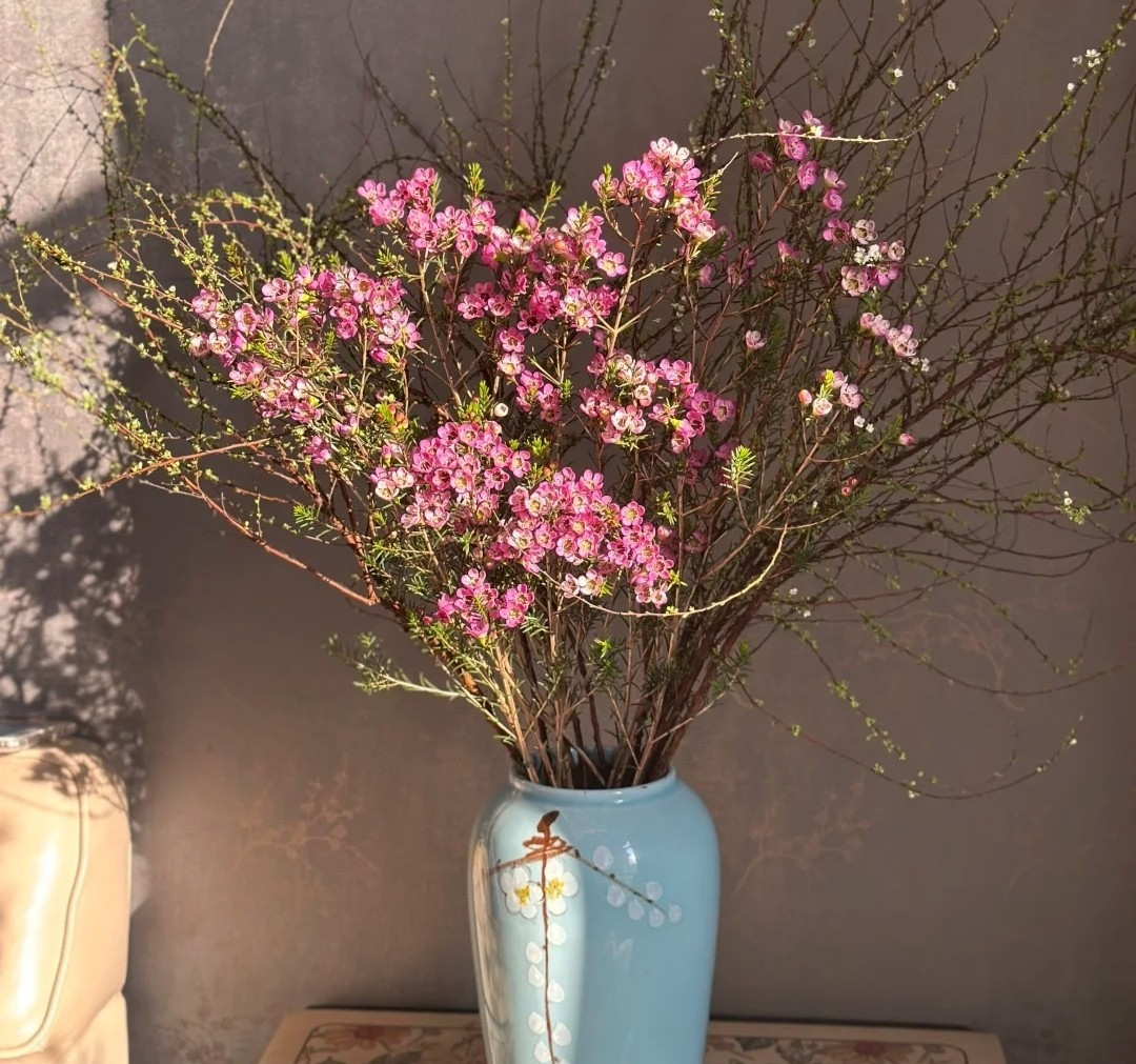  5. Cây cảnh: Thanh liễu. Khi cây cảnh này nở rộ những bông hoa năm cánh tròn trịa, đều tăm tắp, phô bày viên mãn vẻ đẹp tươi tắn của chúng. Đặc biệt khi kết hợp với những cành tuyết mai mềm mại, trang nhã, bày trong phòng khách rất đẹp và sang trọng. Loài hoa này cũng có thể chơi được cả tháng, rất kinh tế.