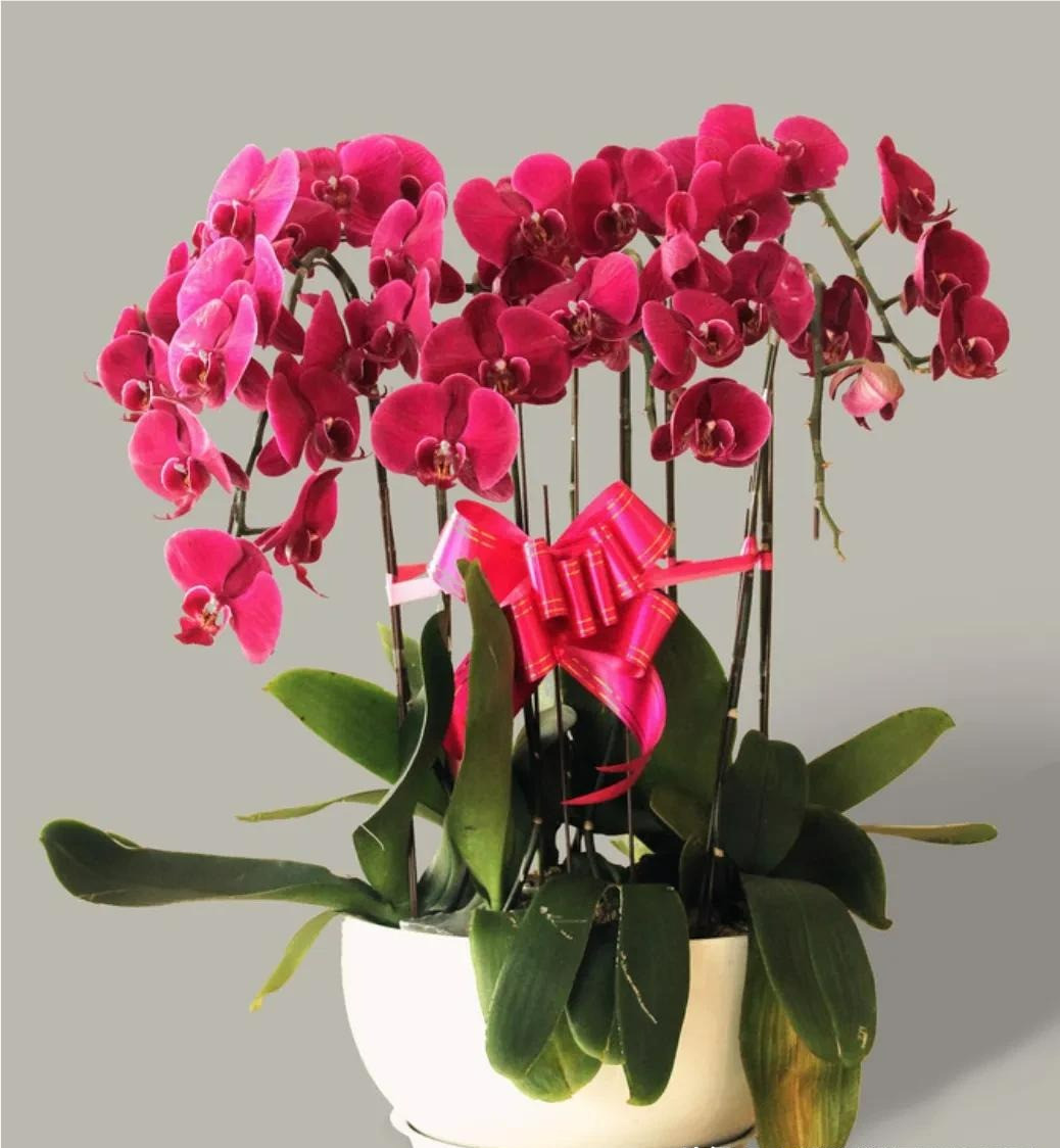  3. Cây cảnh: Lan hồ điệp. Hoa lan hồ điệp là vua của các loài hoa Giao thừa. Loài hoa ấm áp, mang tính lễ hội và giá thành rẻ khiến nó trở thành loài hoa ngày Tết được mọi nhà yêu thích. Ý nghĩa của cây cảnh này là mọi việc suôn sẻ, tốt lành, mang lại may mắn, cát tường, hàm ý hạnh phúc và mãn nguyện nên được nhiều người yêu thích. 