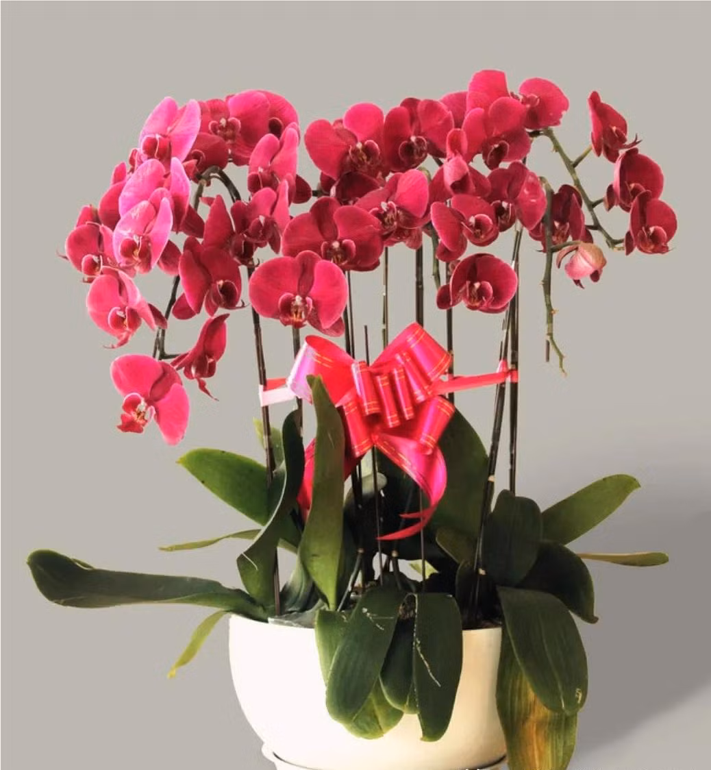  3. Cây cảnh: Lan hồ điệp. Hoa lan hồ điệp là vua của các loài hoa Giao thừa. Loài hoa ấm áp, mang tính lễ hội và giá thành rẻ khiến nó trở thành loài hoa ngày Tết được mọi nhà yêu thích. Ý nghĩa của cây cảnh này là mọi việc suôn sẻ, tốt lành, mang lại may mắn, cát tường, hàm ý hạnh phúc và mãn nguyện nên được nhiều người yêu thích. 