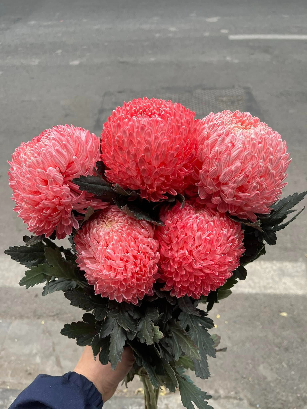  4. Cây cảnh: Cúc mẫu đơn. Cúc mẫu đơn trông rất uy nghiêm. Đặt một chậu cây cảnh này trong phòng khách sẽ trông duyên dáng, ngụ ý giàu sang, lễ hội và cát tường trong dịp năm mới. Hoa cúc mẫu đơn giống như sứ giả của hạnh phúc. Loài hoa này sử dụng ngôn ngữ và ý nghĩa hoa phong phú của mình để thì thầm những lời chúc phúc cho sự nghiệp phát đạt, gia đình hòa thuận và cuộc sống thịnh vượng. 