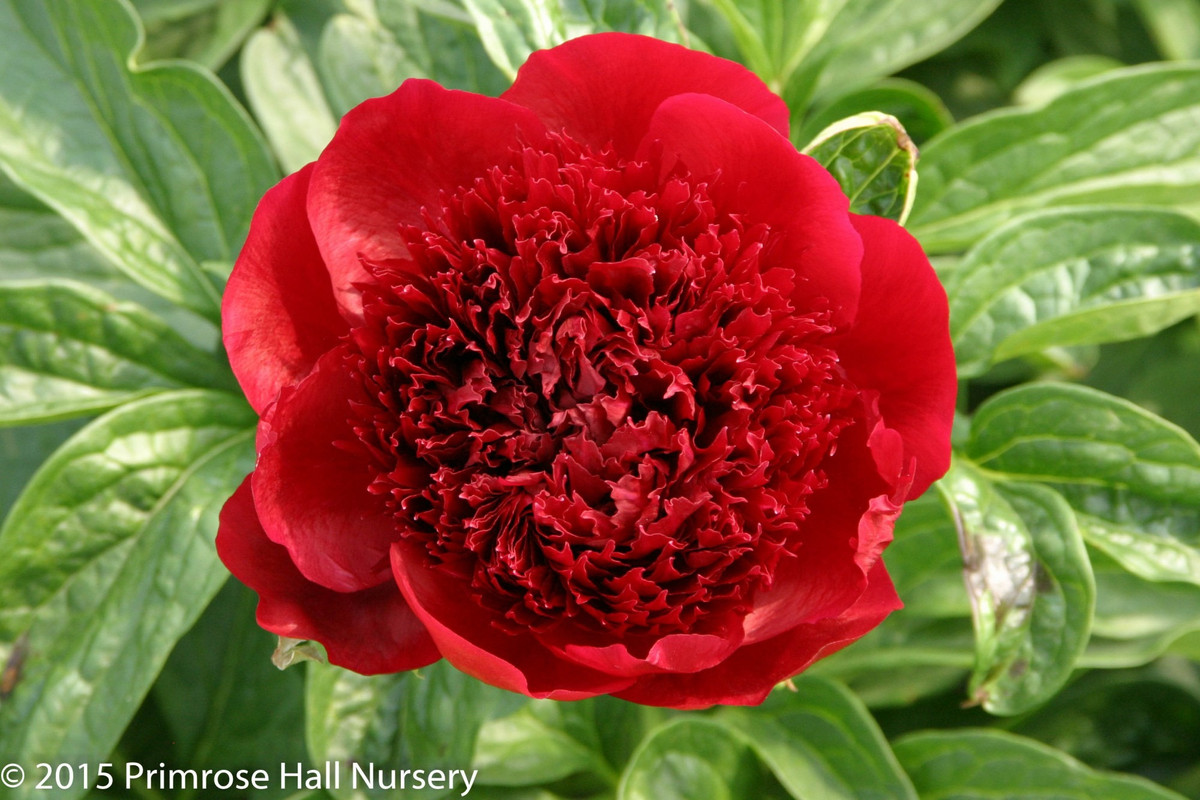 8. Cây cảnh: Mẫu đơn đỏ. Sự lộng lẫy của loài hoa này xứng đáng được mệnh danh là loài hoa quốc sắc thiên hương, nữ hoàng của các loài hoa. Người xưa coi mẫu đơn là biểu tượng của sự sang trọng và quý phái, kiêu hãnh và quyền lực, cao quý và nổi bật. Cây cảnh này là biểu tượng của sự giàu có, cát tường và thịnh vượng. 