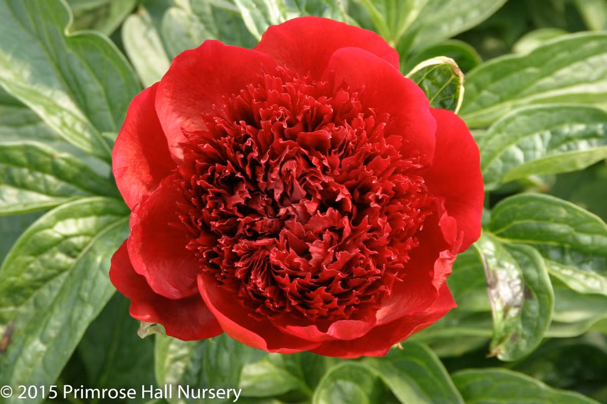 8. Cây cảnh: Mẫu đơn đỏ. Sự lộng lẫy của loài hoa này xứng đáng được mệnh danh là loài hoa quốc sắc thiên hương, nữ hoàng của các loài hoa. Người xưa coi mẫu đơn là biểu tượng của sự sang trọng và quý phái, kiêu hãnh và quyền lực, cao quý và nổi bật. Cây cảnh này là biểu tượng của sự giàu có, cát tường và thịnh vượng. 