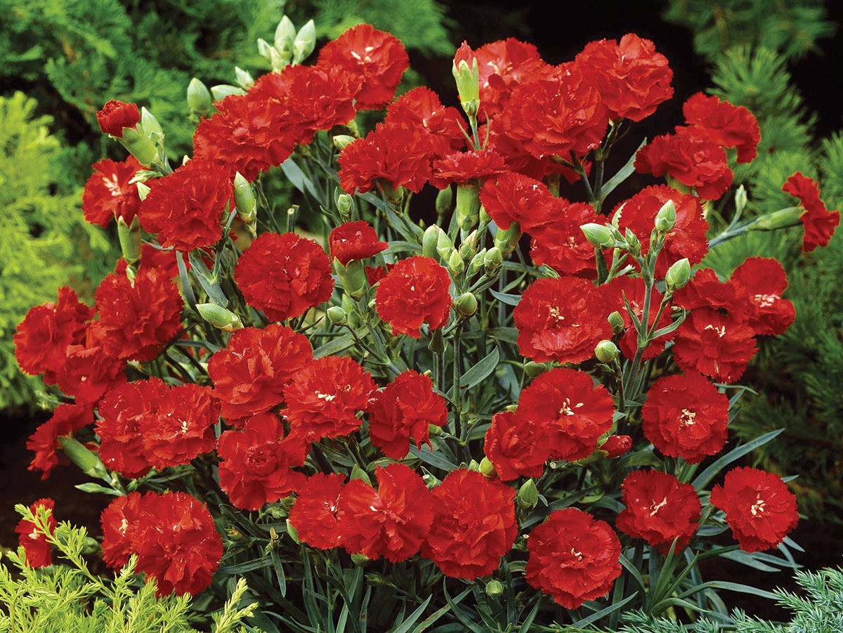  9. Cây cảnh: Cẩm chướng đỏ. Hoa cẩm chướng đỏ là một loài hoa mang phong cách cổ điển nhưng không phô trương. Mua một chậu cây cảnh này trong dịp năm mới, đặt chúng trong phòng khách sẽ mang lại cảm giác cao cấp cho ngôi nhà của bạn. Màu hoa đỏ cũng mang lại may mắn, tài lộc cho gia đình bạn.