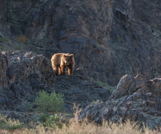  Chúng chủ yếu ăn rễ cây đại hoàng, quả mọng và đôi khi là một số loài gặm nhấm (khoảng 1% tổng lượng ăn vào) song không ăn những thực vật thay thế nhân tạo. 