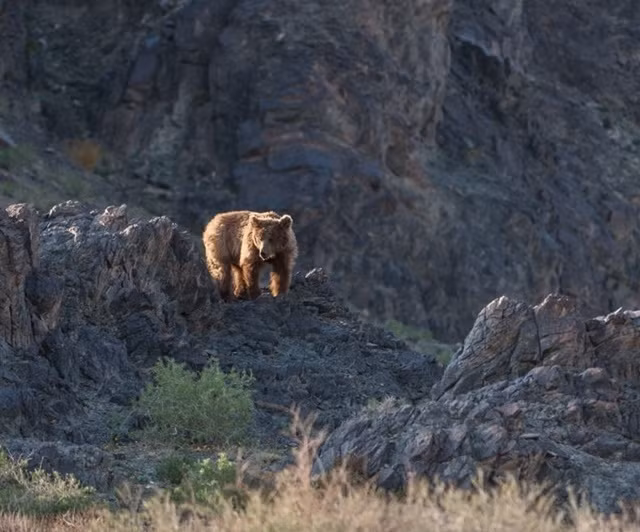  Chúng chủ yếu ăn rễ cây đại hoàng, quả mọng và đôi khi là một số loài gặm nhấm (khoảng 1% tổng lượng ăn vào) song không ăn những thực vật thay thế nhân tạo. 