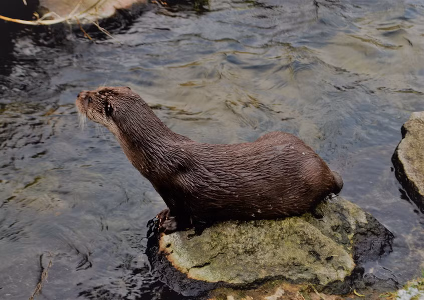 Loài rái cá này có bộ lông màu xám đến nâu hung đốm hoa râm, hơi thô; phần bụng màu xám tro, họng và má phớt trắng, đuôi dài tròn đều nhỏ dần.