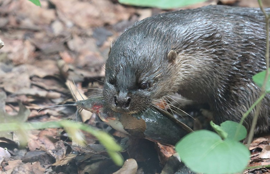 Loài rái cá này có bộ lông mầu nâu sẫm, sẫm đen. Phần dưới thân, bên cổ và phần dưới họng có mầu nâu ít khác biệt với mầu lưng. Môi dưới, cằm và trước họng mầu hơi trắng. Chóp đuôi thỉnh thoảng có đốm trắng. Đặc điểm nổi bật là da mũi có phủ lông.