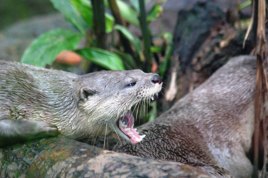 Loài này có tai lớn hơn tai rái cá thường, bộ lông mầu xám đến nâu hung, gần giống rái cá thường nhưng lông dài và mịn mượt hơn. Ngực, môi trên, má, họng và cổ mầu trắng sữa, lông bụng mầu sáng hơn lưng. Đặc điểm nổi bật khác là đuôi dẹt ra hai bên như chèo.