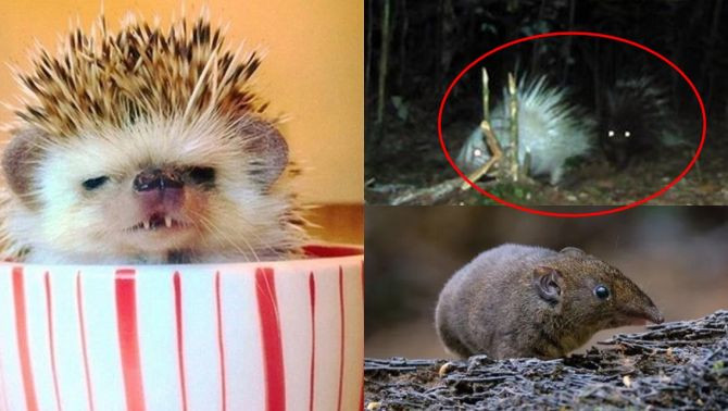 Nhím là một loài động vật có vẻ ngoài vốn đã đặc biệt, sở hữu những chiếc gai nhọn trông thật hung dữ, song cũng có những khoảnh khắc đáng yêu. Chúng không phải loài quý hiếm, nhưng bạn đã bao giờ nghe đến nhím ma cà rồng chưa? Là một con nhím lại mang đặc điểm của loài chuột, đặc biệt là răng nanh giống ma cà rồng trong truyền thuyết.