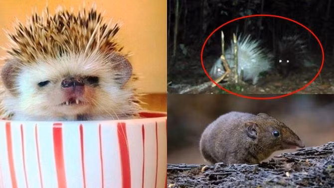 Nhím là một loài động vật có vẻ ngoài vốn đã đặc biệt, sở hữu những chiếc gai nhọn trông thật hung dữ, song cũng có những khoảnh khắc đáng yêu. Chúng không phải loài quý hiếm, nhưng bạn đã bao giờ nghe đến nhím ma cà rồng chưa? Là một con nhím lại mang đặc điểm của loài chuột, đặc biệt là răng nanh giống ma cà rồng trong truyền thuyết.