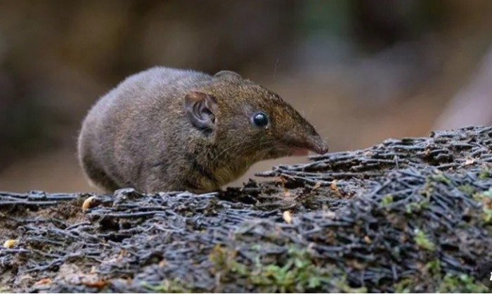 Trong khi đó, loài nhím lông mềm nói chung thoạt nhìn giống như chuột lai với chuột chù có đuôi ngắn. Loài nhím này hoạt động suốt ngày, bất kể ngày đêm. Chúng thích ăn côn trùng, động vật không xương sống và trái cây.