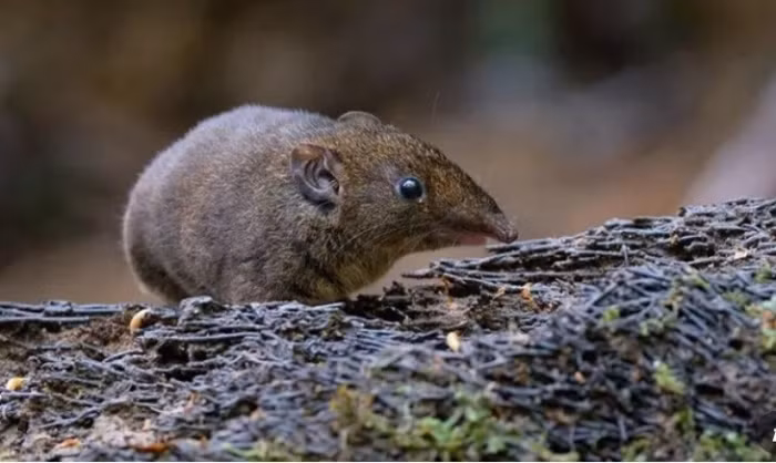 Trong khi đó, loài nhím lông mềm nói chung thoạt nhìn giống như chuột lai với chuột chù có đuôi ngắn. Loài nhím này hoạt động suốt ngày, bất kể ngày đêm. Chúng thích ăn côn trùng, động vật không xương sống và trái cây.