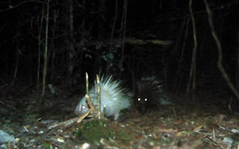  Được biết chuyến tìm kiếm, nghiên cứu vừa qua là sự hợp tác quốc tế giữa các nhà nghiên cứu tại Đại học Seville và Trạm sinh học Doñana ở Tây Ban Nha, Đại học George Mason, Viện Sinh học bảo tồn và Vườn thú quốc gia Smithsonian ở Mỹ, Bảo tàng Lịch sử tự nhiên Lee Kong Chian ở Singapore, Bảo tàng Lịch sử tự nhiên Geneva ở Thụy Sĩ và Đại học Malaya ở Malaysia.