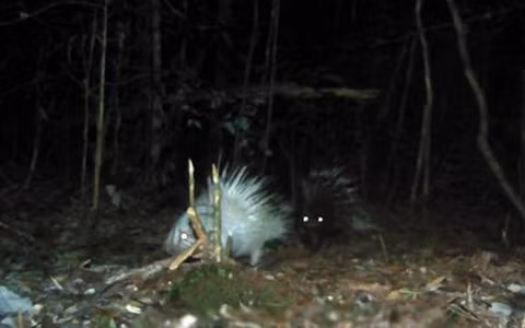  Được biết chuyến tìm kiếm, nghiên cứu vừa qua là sự hợp tác quốc tế giữa các nhà nghiên cứu tại Đại học Seville và Trạm sinh học Doñana ở Tây Ban Nha, Đại học George Mason, Viện Sinh học bảo tồn và Vườn thú quốc gia Smithsonian ở Mỹ, Bảo tàng Lịch sử tự nhiên Lee Kong Chian ở Singapore, Bảo tàng Lịch sử tự nhiên Geneva ở Thụy Sĩ và Đại học Malaya ở Malaysia.