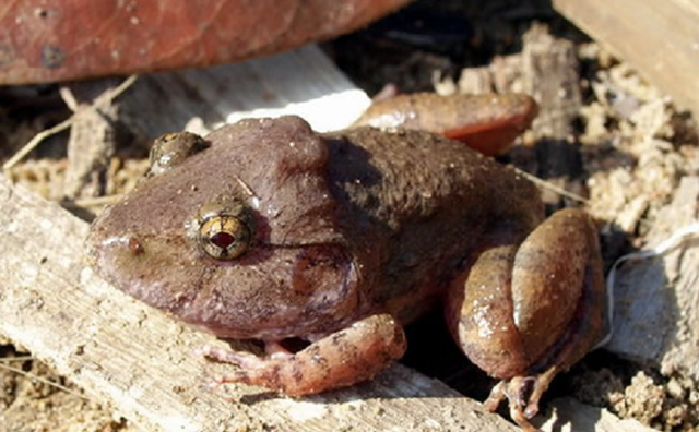 br/> 2. Ếch gáy đô Limnonectes dabanus: Loài ếch kỳ dị này là một loài lưỡng cư cổ còn sót lại từ kỷ Phấn trắng. Chúng là loài đặc hữu của Việt Nam. Thường sống ở các con sông, đầm lầy.