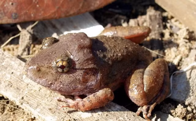 br/> 2. Ếch gáy đô Limnonectes dabanus: Loài ếch kỳ dị này là một loài lưỡng cư cổ còn sót lại từ kỷ Phấn trắng. Chúng là loài đặc hữu của Việt Nam. Thường sống ở các con sông, đầm lầy.