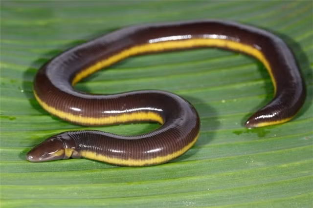 br/> 7. Ếch giun Ichthyophis bannanicus: Dù mang thân hình giống thằn lằn, rắn nhưng loài này lại được xác định là lưỡng cư, gọi là ếch giun. Chúng mắt nhỏ, mõm nhọn, hàm rõ. Hiện tại ếch giun Ichthyophis bannanicus đã được đưa vào Sách đỏ Việt Nam.