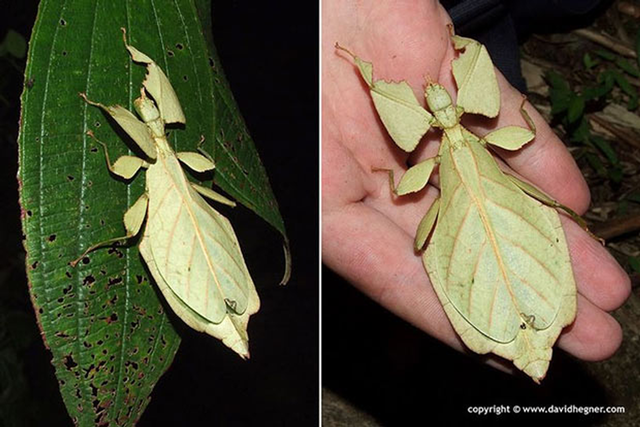 br/> 3. Bọ lá Phylliidae: Nếu không nhìn kỹ, ai cũng nghĩ đây chỉ là một chiếc lá, nhưng thực chất nó là bọ que, còn gọi là bọ lá. Thân hình giống hệt chiếc lá giúp chúng có thể ẩn náu, đánh lạc hướng kẻ thù một cách dễ dàng.