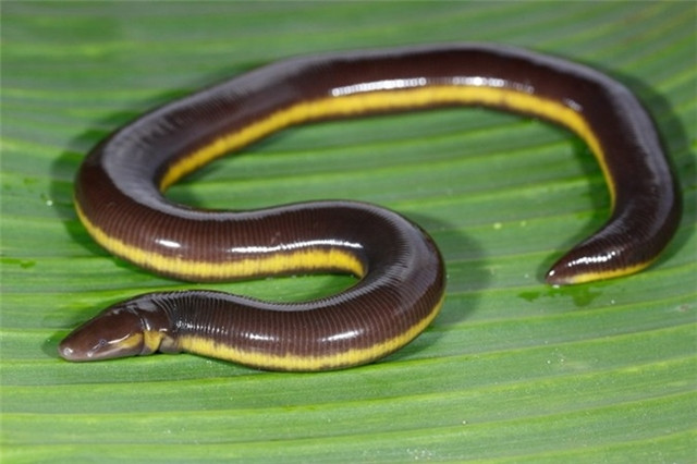 br/> 7. Ếch giun Ichthyophis bannanicus: Dù mang thân hình giống thằn lằn, rắn nhưng loài này lại được xác định là lưỡng cư, gọi là ếch giun. Chúng mắt nhỏ, mõm nhọn, hàm rõ. Hiện tại ếch giun Ichthyophis bannanicus đã được đưa vào Sách đỏ Việt Nam.