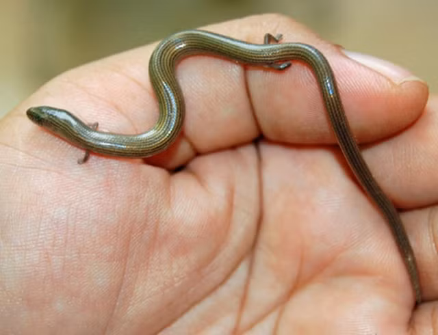  10. Thằn lằn chân ngắn Lygosoma quadrupes: Đây là loài thằn lằn có ngoại hình rất dị. Đuôi chúng dài 7cm, bằng một nửa cơ thể (khoảng 15cm). Đặc biệt, chúng có chân trước và sau, mỗi chân dài khoảng 2cm. Dù có chân nhưng nó cũng chẳng để làm gì bởi quá yếu ớt, không thể nâng đỡ cơ thể của thằn lằn chân ngắn. 