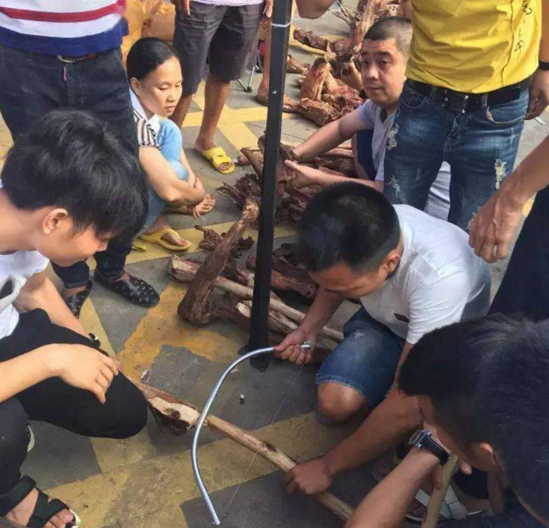 Hoàng hoa lê Hải Nam là một trong số 29 loài cây được công nhận là "gỗ sưa" theo tiêu chuẩn quốc gia Trung Quốc. Điều này đã phần nào khẳng định giá trị quý hiếm và vị thế đặc biệt của loại gỗ quý này trong nền văn hóa và lịch sử nước này.