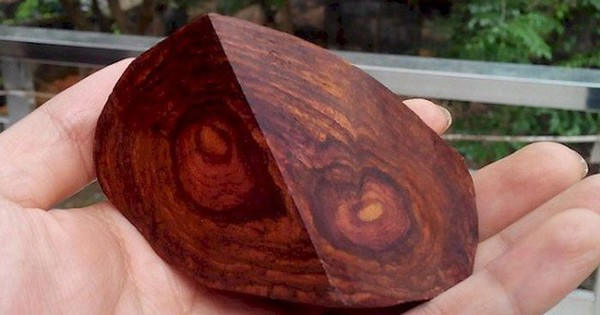 Sự khan hiếm của hoàng hoa lê Hải Nam cùng với nhu cầu ngày càng tăng của giới sưu tầm đồ gỗ quý đã khiến giá trị của loại gỗ này không ngừng tăng cao. Hiện tại, hoàng hoa lê được coi là một loại "vàng trắng", "vua của các loại gỗ" được săn lùng ráo riết, với giá trị lên đến hàng tỷ đồng.