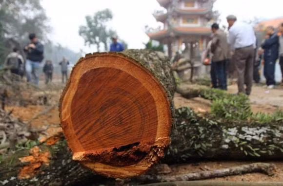 Năm 2021, dư luận Trung Quốc bị sốc khi hai cây gỗ quý hoàng hoa lê Hải Nam tại Công viên Hải Khẩu, đảo Hải Nam, được bán với giá gần 50 tỷ đồng.